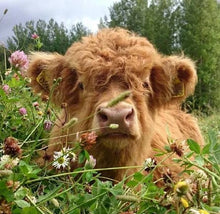 Load image into Gallery viewer, Theorbi™ Highland Cow Plush Toy
